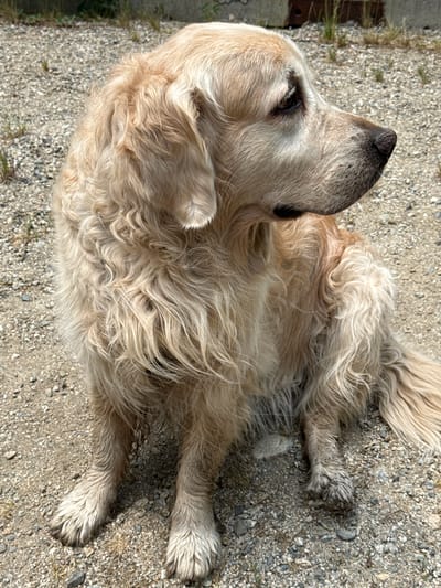 This is an overhead, slightly angled, eye-level shot of a golden retriever lying on a gravelly surface. The dog is light-colored with long, wavy fur. Its head is turned to the left, with its nose pointed upwards, and its eyes are closed. The dog's paws are visible, with its front left paw extended slightly. The background consists of gray and beige gravel with small bits of dried grass and dirt. The lighting suggests it is daytime, likely sunny, given the bright highlights on the dog's fur. The overall mood is relaxed and peaceful, with the dog appearing to be resting or enjoying the sun. There is no visible text in the image. The setting appears to be outdoors, possibly in a yard, park, or other outdoor area with a gravel ground cover. The location context provided is Saint Elmo, United States.