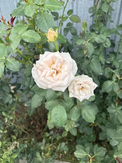 The image shows a close-up of a rose bush with light-colored blooms against a backdrop of green leaves and a gray corrugated metal fence. Two roses are visible, one larger and fully open, the other smaller and partially open. A rose bud is also present at the top of the bush. The leaves are a vibrant green, with some appearing slightly dusty. The overall scene is natural and depicts a section of a garden or yard. There are no people or animals in the image, and no discernible actions or interactions are taking place. The location is described as Ават, Kazakhstan.