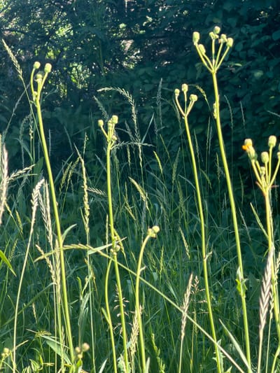 In the city of Yagul, Russia, this image captures a close-up view of tall, thin green stems of plants reaching upwards. The stems are topped with clusters of small, rounded, light green buds. In the background, a dense wall of dark green foliage creates a backdrop, suggesting a natural, outdoor setting. The lighting indicates it is daytime, with sunlight illuminating the foreground plants, casting subtle shadows and highlighting the textures of the grass and buds. The scene is devoid of people or any human activity.