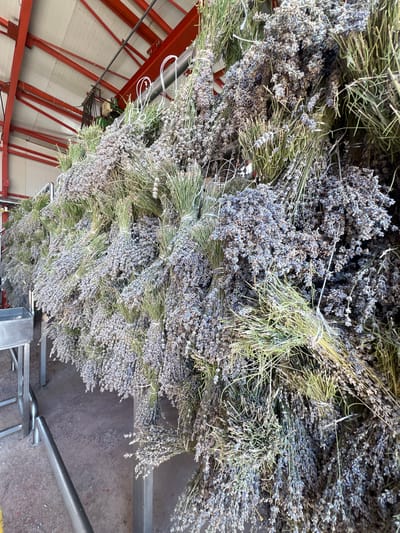 In Καρδία, Greece, bundles of dried lavender are hanging in a row inside a structure with a red metal frame and a white ceiling. The lavender, mostly purple and green, is tied in bunches with white twine and suspended from metal pipes. The floor of the structure appears to be concrete. To the left, a stainless steel table and some metal supports are visible. The scene depicts a processing or drying area for lavender.