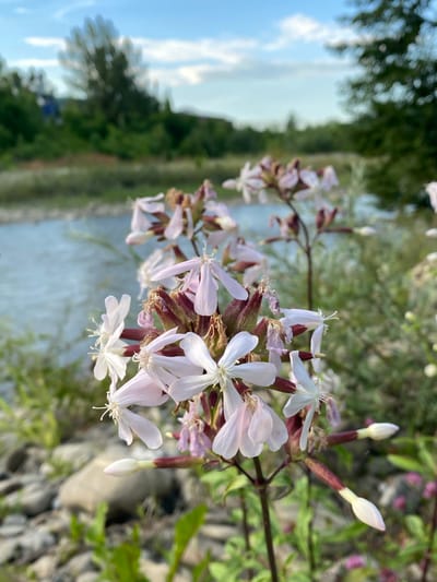 A close-up, eye-level, vertical shot captures a cluster of delicate, pale pink and white wildflowers in the foreground. These flowers, with their five-petaled blooms and prominent stamens, are the primary subject. Behind them, a blurred river flows gently, its surface reflecting the soft blue sky and scattered white clouds. The riverbank is lined with smooth, grey stones and green foliage. In the middle ground, a line of lush green trees and shrubs creates a natural barrier, obscuring the distant landscape. The overall setting suggests a serene natural environment, possibly near a body of water within or on the outskirts of Velykyi Bychkiv, Ukraine. There are no people or animals visible in the image.