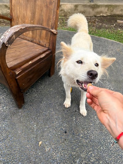 In Tegal Suci, Indonesia, a cream-colored dog with pointy ears and a fluffy tail is shown with its mouth open, receiving a small, light-brown food item from a fair-skinned human right hand. The hand exhibits a multi-colored beaded bracelet on the wrist. The scene takes place on a dark gray, exposed aggregate concrete surface. To the left, a weathered, dark brown wooden chair with an arched armrest is partially visible. The background includes a concrete curb, sparse green grass, and dark soil.