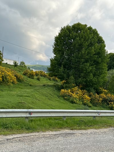 A wide shot shows a grassy slope dotted with yellow wildflowers, bordered by a metal guardrail and an asphalt road in the foreground. In the background, a large, leafy green tree stands prominently on the slope, with more trees and rolling hills visible further in the distance. A white building is also partially visible on the upper left of the slope. The sky is overcast with grey clouds, suggesting a potentially humid or stormy day. The scene appears to be a rural or semi-rural landscape, possibly along a roadside. There are no people or animals visible in the image. The overall impression is one of natural beauty with a hint of human infrastructure. The image does not contain any explicit details that would specifically place it in the city of Верхняя Мара, Russia, other than the information provided.