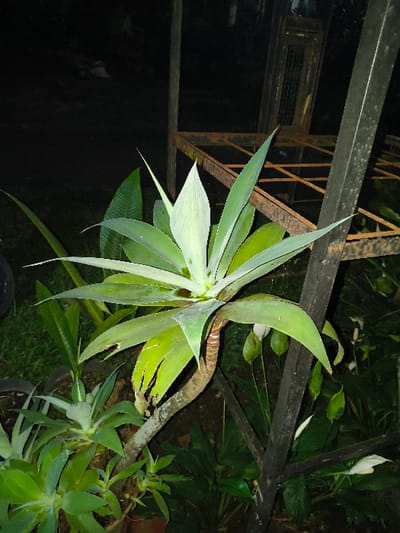 The image displays an outdoor garden area at night in Tarqumiyah, Palestinian Territory. Centered is a large agave plant with numerous light green, pointed leaves fanning outwards from a sturdy, reddish-brown woody stem exhibiting textural patterns. Several smaller agave plants are visible below and to the left, some contained within dark pots. To the right and behind the main plant, multiple Peace Lily plants with dark green leaves and distinctive white spathes are present. A dark, heavily rusted metal structure, featuring vertical support beams and horizontal grates forming shelves or an enclosure, occupies the background to the right. The ground is composed of dark soil and patches of green grass in the lower-left. The scene is illuminated by an artificial light source, casting light on the foreground while the background remains largely dark.