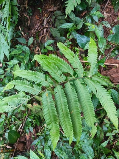 The image displays a close-up, top-down view of dense tropical undergrowth in Situm, Papua New Guinea. A large, vibrant green fern frond, characterized by numerous segmented pinnules, extends diagonally across the mid-ground from upper left to lower right. Several pinnules on the fern exhibit small, irregular perforations, consistent with insect activity. The surrounding environment consists of a layered mix of smaller green plants, dark brown soil, and scattered organic debris including dried leaves and thin branches. No human figures, animals, or man-made objects are present in the scene.