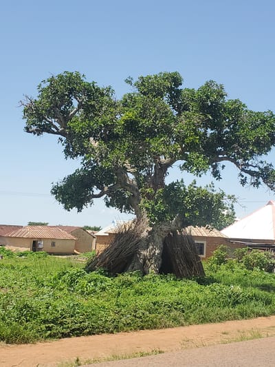 A large, mature tree with dense green foliage dominates the center of the image. Its trunk is thick and gnarled, with some branches appearing woven or bundled together near its base. The tree is set against a clear, bright blue sky.
To the right of the tree, two light-colored buildings with reddish-brown tiled roofs are visible. The buildings appear to be homes, with at least one having a small window. A dense growth of vibrant green grass and vegetation borders the buildings and the tree. A dirt path, likely a road, runs along the far right edge of the frame, showing signs of recent use.
The scene appears to be outdoors, in a rural or semi-rural setting, possibly in Kerang, Nigeria, given the provided location context. The bright sky suggests it is daytime, and the lighting indicates fair weather. There is no visible text in the image. The overall impression is one of a serene, natural landscape adjacent to human habitation.