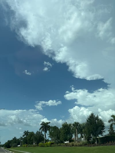 The image captures a bright, sunny day with a partly cloudy sky over a suburban street in Sarasota, Florida. The foreground features a well-maintained green lawn bordered by a low hedge. Beyond the lawn, a line of lush green trees and palm trees stretches across the scene, interspersed with what appear to be residential structures peeking through the foliage. A paved road curves along the left side of the image, with a white curb and a sidewalk. The sky is a vibrant blue, with large, fluffy white clouds dominating the upper half of the frame, and some smaller clouds scattered throughout. The overall impression is one of a clean, well-kept, and pleasant residential area on a clear day.