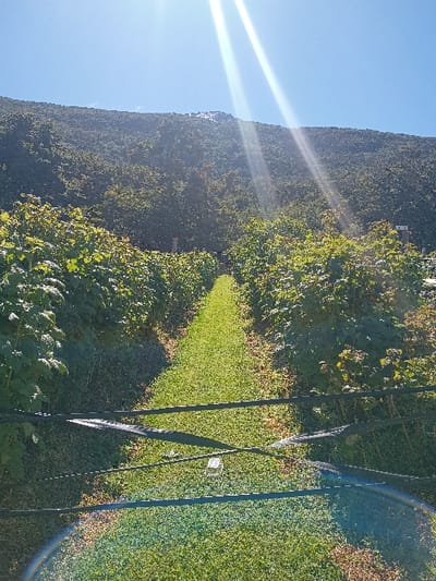 A landscape view displays a mountain ridge densely covered in trees and vegetation under a bright blue sky with a strong sun glare. In the foreground, cultivated land is visible, possibly a vineyard, with rows of plants divided by a grassy path. Support structures are present in the cultivated area. The image is rotated 90 degrees to the left.