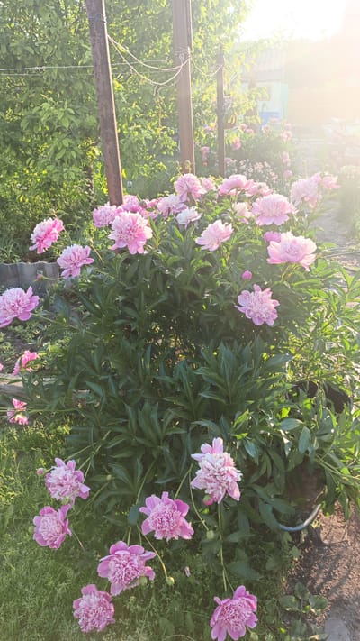 This is a photograph of a lush garden blooming with pink peonies. The flowers are predominantly in various stages of bloom, with some fully open and others still developing buds. The foliage is a deep green, contrasting with the vibrant pink of the petals. The scene appears to be bathed in the warm, soft light of a late afternoon or early morning sun, casting a gentle glow and creating some lens flare in the upper right quadrant of the image.

In the background, out of focus, are elements of a rural or suburban setting. There are wooden posts with wire strung between them, suggesting a fence or support structure. Beyond that, hints of buildings and trees are visible. The ground cover is a mix of grass and soil, with some fallen petals scattered around the base of the peony bush.

The image is taken from a low angle, emphasizing the grandeur of the peony bush and its abundant blooms. The overall impression is one of natural beauty and tranquil domesticity, characteristic of a garden in a place like Pavino, Russia, where such scenes are common. There are no people or animals visible in the frame.
