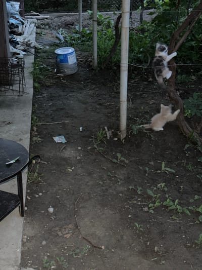 The image depicts an outdoor scene in what appears to be a yard or garden area. The ground is mostly dark, damp soil with patches of green vegetation. A thick, gnarled tree branch extends across the upper portion of the frame, with green leaves visible.
Two kittens are visible. One, a calico kitten, is hanging upside down from the tree branch, appearing to be mid-fall or play. Another, a light-colored kitten, is on the ground below, also appearing to be in motion.
In the middle left of the image, a white pipe runs horizontally. To the left of the pipe, a blue and gray bucket is lying on its side. In the lower left, there is a collection of debris, including plastic sheeting, white materials, and wire cages. A small, crumpled piece of paper with some colorful markings is visible on the ground in the middle right of the frame.
The lighting suggests it is daytime, possibly late afternoon or evening, with shadows present. The overall impression is of a somewhat unkempt outdoor space where young animals are active. There is no visible text in the image.