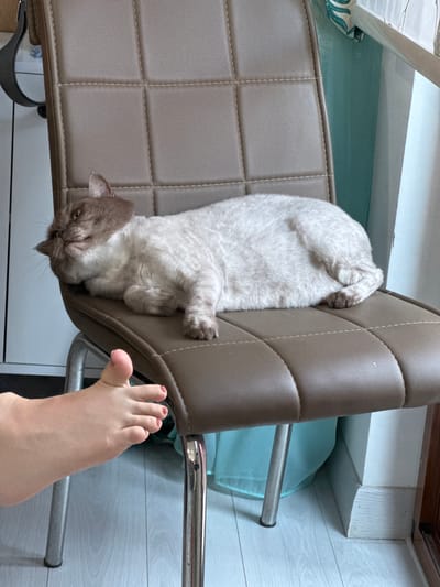 A light brown and white cat is lying on a brown padded chair. The cat is facing left, with its head resting on the seat of the chair. Its eyes are open, and it appears to be looking at something out of frame. A person's foot is visible in the lower left corner of the image, with painted toenails. The foot is positioned as if it is reaching towards the cat. The background appears to be an indoor setting, with a white wall, a light blue curtain, and a wooden floor. There is no indication of the location being in Ankara, Turkey.