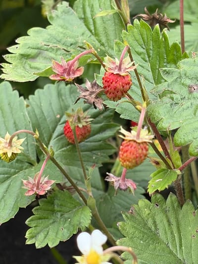 This is a close-up, low-angle outdoor photograph of wild strawberries growing on a plant. The focus is on several small, red, ripe strawberries with visible seeds, interspersed with green leaves and thin stems. Some of the flowers and developing fruit are also visible, appearing in various stages of development, from green to red. The environment appears to be natural and overgrown, with a dark background that suggests a garden or wild setting. The image does not depict any people, structures, or specific urban features that would indicate a location within the city of Lyambir', Russia. The scene is purely botanical.