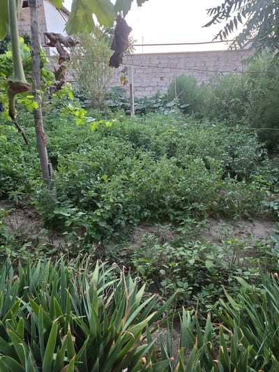 A vertical, medium shot captures a sunlit garden scene in Yangi Nishan, Uzbekistan. In the foreground, a dense cluster of tall, sword-like green leaves, possibly iris, dominates the bottom portion of the frame, with some exhibiting brown tips. Behind this, a rough, greyish-brown wooden post stands vertically to the left, supporting a thin, horizontal wire. Beyond the post, a thick expanse of green foliage, appearing to be a vegetable garden with small leafy plants and some larger-leafed plants, fills the midground. A rustic, light-colored brick wall with a textured surface runs horizontally across the upper background, partially obscured by greenery. The sky above is a pale, overcast white.