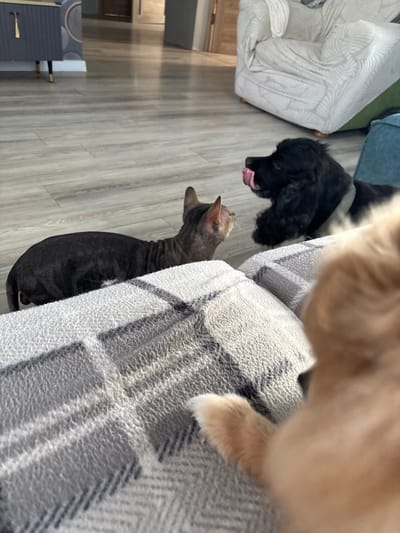 An indoor scene shows a black dog licking its nose while looking at a gray sphinx cat. The cat is lying on a gray blanket. In the background, there is a white armchair with a leaf pattern and a blue armchair. The floor is made of light-colored wood planks. The image appears to be taken in Natukhayevskaya, Russia.