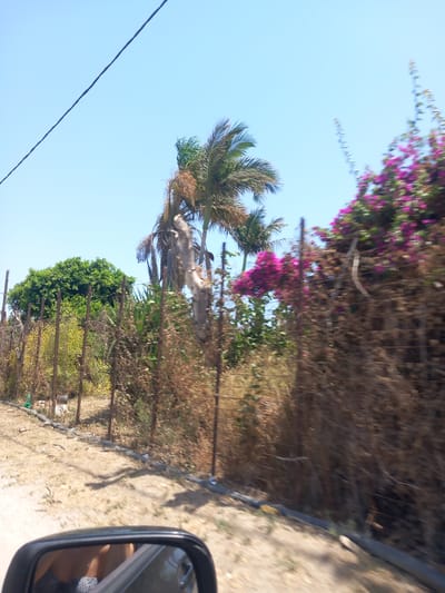 The image depicts a view from a moving vehicle in Mesaria, Greece. The foreground shows a side-view mirror reflecting a person wearing a patterned top. Beyond the mirror, a sandy road is visible, leading towards a fenced area. The fence is made of wire mesh and metal posts, with dried vegetation and some green foliage growing behind it. In the background, there are palm trees, one of which appears dry and weathered, and a dense green tree. A vibrant cluster of pink bougainvillea flowers is also prominent on the right side of the frame. The sky is clear and blue.