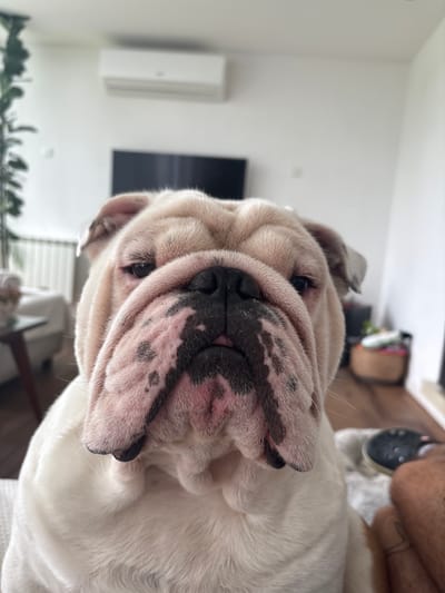 A close-up, slightly angled, and high-definition photograph features a wrinkly-faced English Bulldog. The bulldog's face fills the majority of the frame. Its face is primarily white with pinkish and black mottled markings around the muzzle. The dog has small, dark eyes and a black nose. The background reveals a modern interior setting. A white wall is visible, along with a television screen mounted on the wall and a white air conditioning unit. The background also includes furniture, including chairs. The photograph was possibly taken indoors. The photograph's location is San Carlos, Argentina. A person's leg is visible near the top of the image.