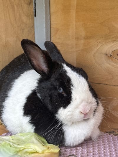 A black and white rabbit is seen resting on a pink textured surface next to a pile of leafy green vegetables. The rabbit has blue eyes and long white whiskers. The background is composed of light brown wooden panels and a grey metal support. The scene appears to be indoors, possibly in a hutch or enclosure, and there is no indication of the specific location within Yunost', Russia.