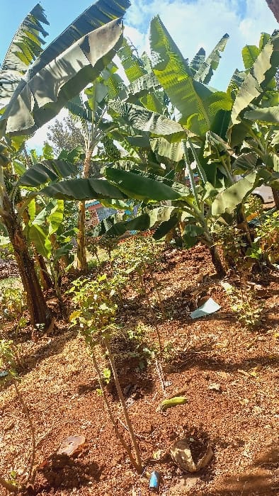 The image depicts an outdoor scene in Muthambi ward, Kenya, dominated by dense vegetation under a partly cloudy sky. Numerous banana plants with large green leaves occupy the upper and middle portions of the frame. The ground consists of reddish-brown soil, appearing tilled or disturbed. Closer to the ground, smaller green leafy plants are visible. Essential objects include a single green banana fruit lying on the soil in the mid-ground, a small piece of blue plastic debris near the bottom center, and a broken, light brown fibrous object (resembling a coconut husk fragment) partially embedded in the soil in the lower right. In the background, partially obscured by foliage, a multi-colored building and a white vehicle are discernible. No individuals are present in the scene. The environment suggests an agricultural or garden plot adjacent to human habitation, illuminated by natural daylight.