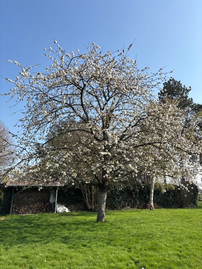 The image depicts an outdoor environment in Bû, France, under a clear blue sky. A large, mature deciduous tree, densely covered in white blossoms, occupies the central frame, rooted in a well-maintained green lawn. To the left of the central tree, a wooden structure identified as a woodshed features a pitched, reddish-brown roof and contains neatly stacked firewood. A white folded tarp or bag rests against the stacked wood. Beyond the shed, leafless tree branches are visible. To the right of the central tree, a continuous dark green hedge extends horizontally across the mid-ground, behind which are additional trees: a prominent tall, dark green coniferous tree on the far right, and a slender tree with light bark closer to the center. Sunlight illuminates the scene, casting shadows on the grass. No individuals or discernible actions are present.