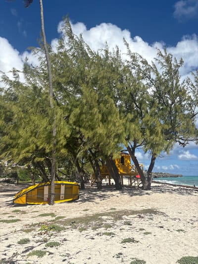 This image captures a daytime coastal scene in Wellhouse, Barbados, under a clear blue sky with scattered white cumulus clouds. The foreground and mid-ground feature numerous trees with dense, light green, needle-like foliage, casting shadows across the sandy terrain. A tall, slender palm tree trunk rises vertically on the far left.
In the left-mid foreground, a yellow boat rests inverted on the sand, revealing white structural elements on its underside. Partial text, "ST. CLEMENT," is visible on the hull. To the right and slightly further back, a two-story yellow wooden lifeguard tower stands elevated on stilts, partially obscured by tree trunks. A red object is visible directly beneath the tower.
The sandy ground is light-colored, interspersed with sparse patches of green vegetation and dark organic debris. In the background, the turquoise ocean extends to the right, meeting a distant landmass. Small, indistinct human figures are visible near the distant waterline, with one appearing to be in the water to the right of the yellow tower.