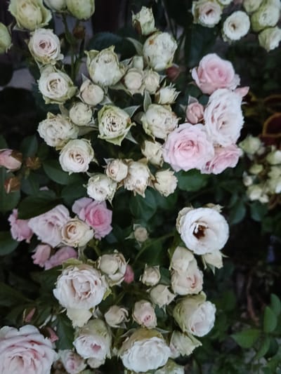 A close-up, top-down view captures a cluster of delicate, pale pink and white roses against a backdrop of dark green leaves. The roses are in various stages of bloom, with some fully open and others still in bud. The lighting is soft, highlighting the subtle color variations and textures of the petals. The image appears to be a still life, likely taken in a garden or a floral arrangement. There is no indication of the specific location within Novozybkov, Russia.
