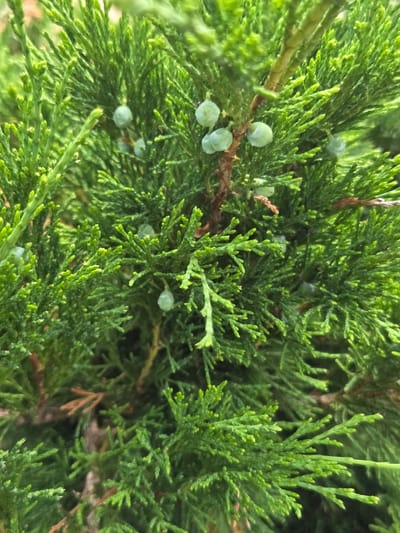The image is a close-up, vertical, outdoor shot of a coniferous shrub, likely a juniper, with characteristic scale-like leaves and small, round, pale green berries. The foliage is dense and a vibrant green, with some brown, dried-out needles interspersed. The berries, some clustered, appear to be in various stages of development. The background is a blur of green and brown, suggesting other vegetation. No people, animals, or man-made structures are visible. The image appears to have been taken in the Гаранскі сельскі Савет, Belarus region, though no specific identifying features of that location are present in the photograph itself.
