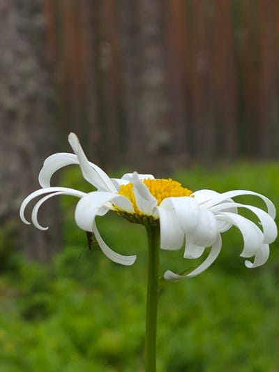 A close-up, side-view, medium shot photograph captures a white daisy with a bright yellow center. The daisy's white petals are uniquely curled and shaped, with some appearing elongated and some bent. A tiny dark insect, possibly a fly or beetle, is visible on one of the lower petals. The daisy is positioned against a softly blurred background of green foliage and vertical brown elements, suggestive of a wooden fence or vegetation. The image quality is slightly grainy. The setting is an outdoor environment. There is no indication of the specific location within the city of Hargla, Estonia, other than it is an outdoor scene.