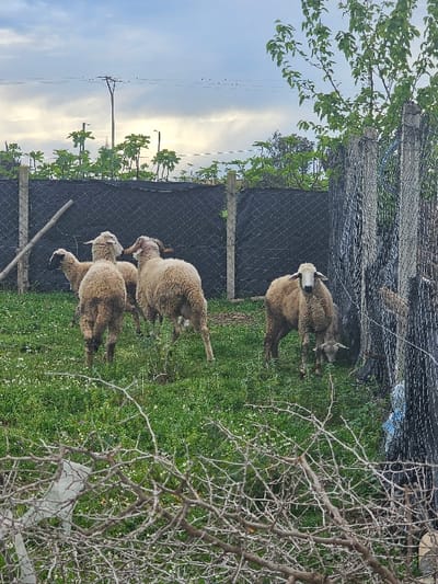 This image depicts an outdoor enclosure in Oumazza, Morocco, under an overcast sky. Five sheep are present within a grassy area. Four sheep are grouped in the middle-left, facing away from the viewer, with one showing prominent horns and another appearing to graze. A fifth sheep, with a distinct white face, stands on the far right, facing the viewer while grazing near a fence and tree trunk. The ground is covered in green grass interspersed with small white flowers. The immediate foreground features a dense network of bare, thorny branches, partially obscuring a white plastic object. A dark mesh fence, supported by concrete posts, runs horizontally across the midground, forming the perimeter of the enclosure. Taller green plants are visible behind this fence. On the far right, a wire fence is integrated with a tree, to which a blue plastic object is attached. Utility poles, wires, and streetlights are visible against the cloudy sky in the background, above the fence line. A wooden pole leans against the mesh fence on the left.