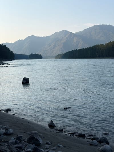This is a vertical, eye-level, medium shot of a wide, calm river with mountains in the background. The sky is a clear, pale blue. On the left bank, there are dark green trees and a rocky shoreline leading into the water. The river water is a muted blue-grey, with small ripples. In the middle of the river, a dark, solitary rock stands partially submerged. Further into the river, a dark log or debris is visible. The background features several layers of hazy, blue-green mountains, with the farthest range appearing the lightest. The foothills are covered in dark green trees. The shoreline on the right bank is not visible. The lighting suggests it is either early morning or late afternoon. The image appears to be taken in the Altai Mountains region of Russia, near the city of Anos.