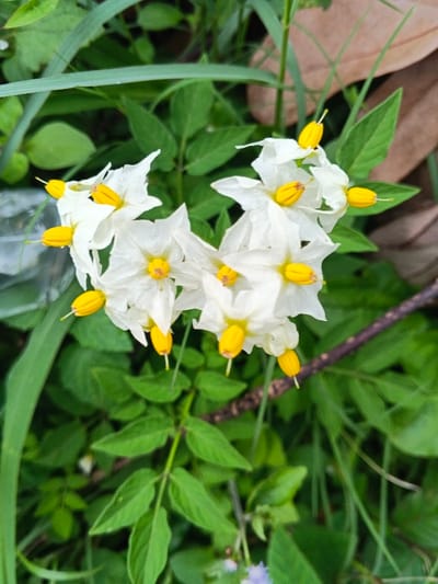 The image displays a cluster of white flowers with yellow reproductive structures, located in Koipa, Papua New Guinea. Approximately ten individual flowers are visible, each characterized by five white, slightly textured petals surrounding a central cone of bright yellow anthers. Several anthers exhibit slender yellow stigmas protruding from their tips. The flowers are interspersed with and surrounded by dense green foliage, composed of various types of leaves, including narrow, elongated blades and smaller, ovate leaves on thin stems. A dark brown, slender branch is partially visible in the lower right background. The scene is illuminated by diffuse natural light. No individuals or active interactions are present.