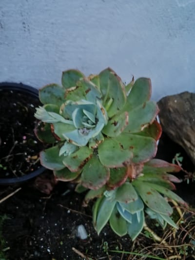 The image depicts a succulent plant, possibly an Echeveria species, positioned outdoors near a concrete wall. The plant has several layers of leaves, with some showing signs of damage or discoloration, including brown spots and edges. It is located in an area with dark soil, scattered twigs, and other plant debris. To the left of the succulent is a black plastic pot containing soil. To the right, a rock or piece of wood can be seen. The image suggests an outdoor or garden setting. There is no indication that this photo was taken in Gulrypsh, Abkhazia.