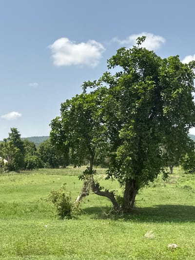 The image depicts a rural landscape in Atawa, Nigeria, under a partly cloudy sky. The foreground is dominated by a lush green field with scattered small white flowers and some dried grass. A large, mature tree with dense green foliage stands prominently in the mid-ground, its trunk twisted and gnarled. To the left of this main tree, a smaller, younger tree grows, leaning towards the ground. Beyond these trees, the landscape opens into rolling hills covered in more greenery, with several other trees dotting the horizon. The overall impression is one of natural beauty and a serene, open environment. There are no people visible in the image.