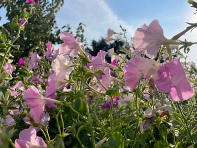 The image shows a close-up view of several light purple petunia flowers in full bloom, with some darker purple flowers visible in the background. The flowers are clustered together, with green stems and leaves. The sun is shining, casting a soft light on the petals, some of which appear translucent. The sky is blue with a few wispy clouds. The overall scene is one of a well-maintained garden or flower bed. The location is identified as Zîrnești, Moldova. There are no people or animals present in the image.