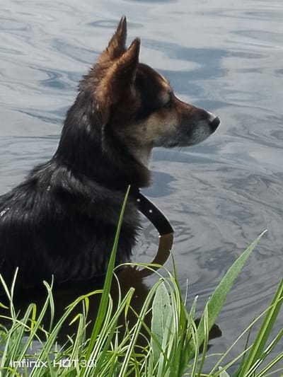 A medium shot shows a dog with dark fur and brown markings on its head, wearing a black collar, standing in murky water near green grass and reeds. The dog is facing right, with its ears pointed upwards. The water's surface has ripples and reflects the sky, creating a mottled gray and blue pattern. The background is out of focus, suggesting a natural outdoor environment. A watermark in the bottom left corner reads "Infinix HOT 30i". There is no indication of the city of Kedrovy, Russia, in the image.