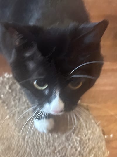 A black and white cat is looking down from a perch. The cat has green eyes and a white chin and chest. It is sitting on a beige, carpeted surface, possibly a cat tree. The background appears to be a wooden floor. The lighting is dim, and the image is slightly out of focus. There are no people visible in the image. The location in the city of Kuril'sk, Russia is not discernible from the provided image.