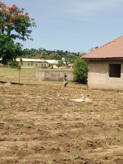 The image shows a person standing in a field near a building. The scene is outdoors, with a clear blue sky overhead, suggesting it is daytime and the weather is good. The building appears to be made of concrete blocks with a corrugated metal roof. There are rows of young plants in the field, indicating agricultural activity, possibly planting or early growth.

In the foreground, a person wearing a dress is visible, and they appear to be carrying something yellow. Behind them, there is a dense green tree. Further in the background, there is a longer, lighter-colored building with windows. Beyond that, a hilly area covered in vegetation is visible, with a clear sky above. The overall setting seems to be a rural or semi-rural area in Kabwir, Nigeria. There is no visible text in the image.