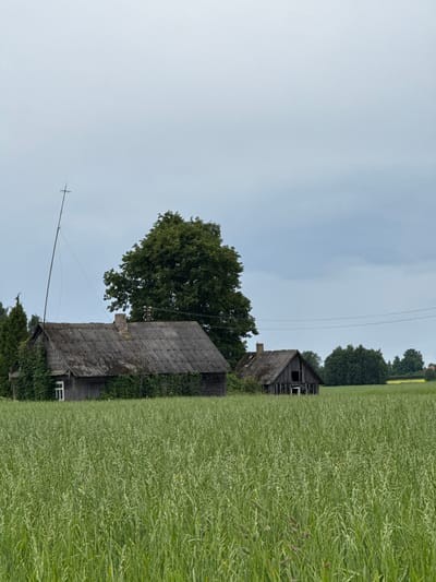In Anglininkai, Lithuania, a weathered, wooden farmhouse stands partially obscured by overgrown greenery in the foreground. The house, with its aging slate roof and wooden siding, appears to be in a state of disrepair. A tall, slender pole with a cross-like structure at its apex rises from behind the house, its wires extending towards the sky. Adjacent to the main house, another smaller, dilapidated wooden structure with open doorways and missing walls is visible. Both buildings are surrounded by a vast field of lush green grass or cereal crops, reaching towards a cloudy, overcast sky. The scene evokes a sense of rural isolation and the passage of time.