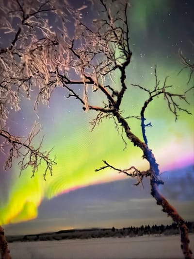 The scene depicts a winter night in Kiruna, Sweden, showcasing a prominent display of the Aurora Borealis. The sky is illuminated by vibrant, arching bands of green and yellow light, featuring subtle purple and pink hues, set against a dark blue-purple nocturnal background. In the foreground, two leafless deciduous trees are visible. The tree on the left side of the frame exhibits dense white frost or rime ice coating its fine branches. The tree on the right, more centrally positioned, has a darker, gnarled trunk and branches with sparser visible ice. The ground surface is covered by a uniform layer of white snow, extending into the distance where a dark, indistinct treeline marks the horizon beneath the aurora. No individuals, animals, or artificial structures are present in the image.