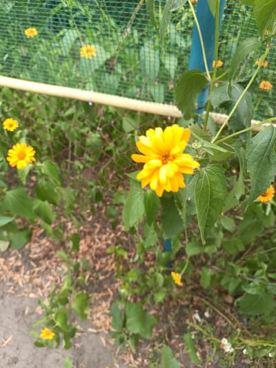 The image displays a close-up view of bright yellow flowers with green foliage against a blurred background. The flowers appear to be growing near a chain-link fence, with a yellow horizontal bar running across the middle of the frame. In the background, a green mesh fence is visible, with more greenery and yellow flowers beyond it. A blue vertical pole is also present. The ground appears to be a mix of dirt, leaves, and possibly gravel. The scene is set outdoors, likely in a garden or park. There are no people or animals visible in the image. The overall impression is one of natural beauty and a tranquil outdoor setting.