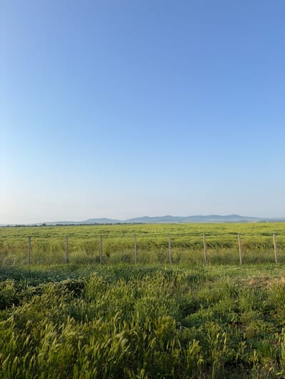 The image depicts a serene rural landscape under a clear blue sky. A vast field of green, tall grass or crops dominates the foreground and midground, extending horizontally across the frame. A wire fence with several wooden posts runs through the field, roughly parallel to the horizon. In the distant background, a faint line of low-lying hills or mountains can be seen against the sky. The sky is a uniform, bright blue, suggesting clear and sunny weather. The lighting indicates it is daytime, likely late morning or early afternoon, casting soft illumination on the field. There are no people or animals visible, and the scene exudes a peaceful atmosphere. The location is Vodenichane, Bulgaria. No visible text is present in the image.