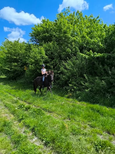 A person is riding a dark-colored horse through a grassy field. The rider is wearing a helmet, a light-colored top, and dark pants. The horse is equipped with a bridle and saddle. Lush green vegetation surrounds the horse and rider, with trees and bushes forming a backdrop. The sky is blue with scattered white clouds. The location is a grassy field in a rural area. The time is midday, judging by the lighting. There are no signs of Bergen, Netherlands in the image.