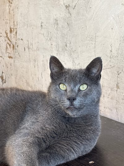 A grey cat with light green eyes is lying on a dark wooden surface in front of a light-colored, textured wall. The cat is looking directly at the camera with its ears perked up. The wall has an uneven, painted surface with visible brush strokes and a slightly mottled appearance. The wooden surface is dark and appears to be a table or shelf. There are a few small white specks on the wooden surface, possibly dust or debris. The image is a medium close-up shot, focusing on the cat's face and upper body. No people or explicit locations in Golubitskaya, Russia are visible in the image.
