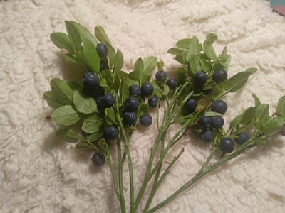 The image shows several sprigs of blueberries with green leaves on a textured, off-white surface. The blueberries are dark blue and appear ripe. The sprigs are arranged in a cluster, fanning out across the frame. The lighting is soft, and the focus is primarily on the blueberries and leaves. There are no people visible in the image. The textured surface could be a blanket or a rug. There is no information in the image that would indicate a specific location in Grudziądz, Poland.