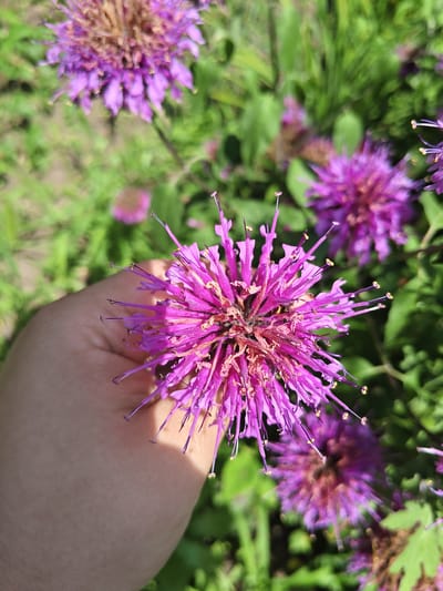 In Unarokovo, Russia, a person's hand gently supports a cluster of vibrant purple flowers. The flowers, likely Monarda, are in full bloom, with delicate petals and prominent stamens. The background is a blur of green foliage and other purple blooms, suggesting a garden setting. The lighting indicates it is daytime, with sunlight casting shadows on the hand and flowers.