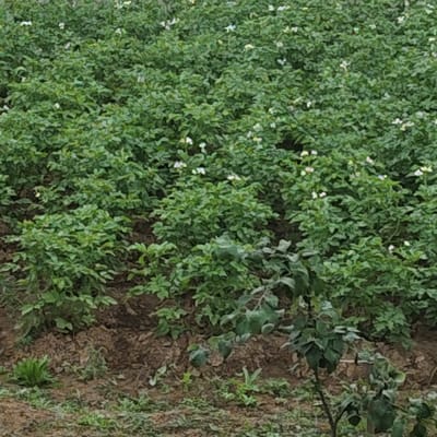 The image shows an agricultural field in Savvateevka, Russia, planted with potato plants. The field is densely covered with green potato foliage, with some white and pink flowers visible among the leaves. The ground beneath the plants appears to be soil with some debris. The image is taken from a slightly elevated perspective, looking across the field. The overall scene depicts a rural agricultural landscape. There are no people or animals visible in the image.