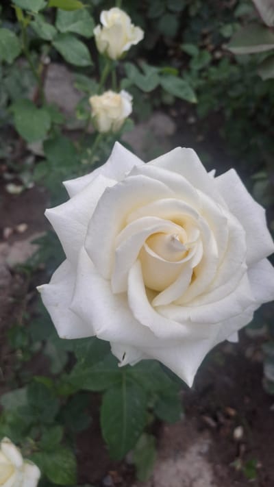 The image shows a close-up of a white rose in full bloom. The rose is the primary subject, with its delicate petals unfurling in a spiral pattern. The center of the rose has a soft, creamy yellow hue, transitioning to pure white on the outer petals. The background is a blur of green foliage and dark soil, suggesting the rose is growing in a garden or natural setting. There are two smaller, less developed white roses visible in the background to the left, also out of focus. The lighting suggests it might be daytime, likely in soft, diffused light given the absence of harsh shadows. The overall mood conveyed is one of natural beauty and serenity. The location context of Sülüktü, Kyrgyzstan, provides a geographical anchor, but there are no specific visual cues within the image to indicate this location. No text is visible in the image.
