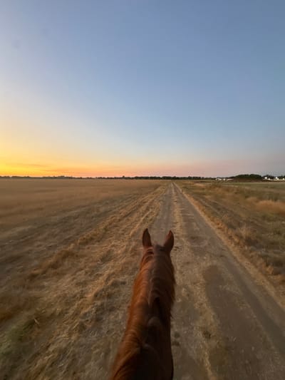 A first-person view, captured from the perspective of a rider mounted on a horse, faces forward along an unpaved dirt path. The horse's reddish-brown head and neck are visible at the bottom center of the frame. The path, light brown with subtle ruts, extends into the distance, flanked on both sides by extensive fields of dry, golden-brown grasses and sparse vegetation. Along the distant horizon, a thin line of dark green trees is visible, with a cluster of artificial lights, likely from buildings or structures, appearing on the far right. The sky transitions from a bright orange and yellow hue near the horizon to a clear, pale blue overhead, indicating either sunrise or sunset. The scene is located in Rancho Murieta, United States.