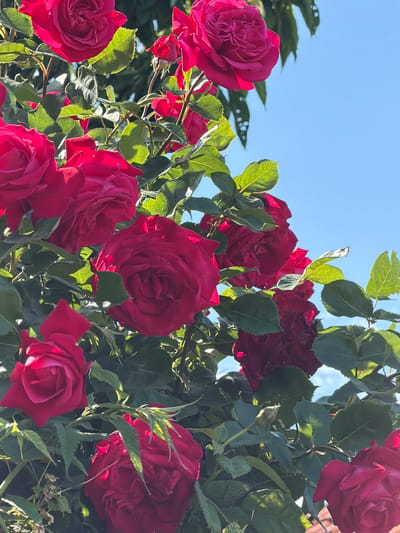The image shows a cluster of red roses in full bloom against a blue sky. Green leaves are interspersed among the roses. The location is Bratia Kunchevi, Bulgaria. There are no people visible.
