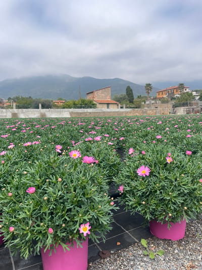 A field of pink daisy-like flowers in pots is the focal point of the image. The flowers are densely packed together, creating a vibrant expanse of color. The pots are also pink and appear to be made of plastic.

In the background, a mountainous landscape is visible under a cloudy sky. The city of Albenga, Italy, is hinted at through glimpses of buildings and structures in the distance, but the image primarily focuses on the flower field and the natural setting. The photo appears to be taken at ground level. The angle of the shot implies a horizontal orientation, displaying the expansive field of flowers and the distant mountains simultaneously.
