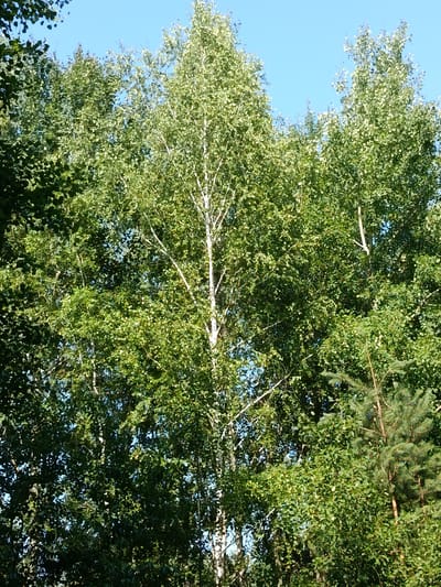 This is a vertical, eye-level, medium shot of a dense forest canopy with a clear blue sky visible above. The dominant subjects are the trees, with a prominent white-barked birch tree positioned centrally in the frame. Its slender, light-colored trunk stands out against the lush green foliage of other deciduous trees surrounding it. Interspersed with the broad leaves are the darker, needle-like branches of a coniferous tree on the right side of the frame, suggesting a mixed forest environment.

The scene is bathed in bright sunlight, casting dappled shadows and highlighting the vibrant green of the leaves, indicating it is daytime, likely mid-morning or afternoon. The clear blue sky suggests fair weather. The location context of Zabir'ya, Ukraine, provides a geographical setting for this temperate forest scene. There are no people or distinct objects, and no visible text. The overall impression is one of natural abundance and tranquility.